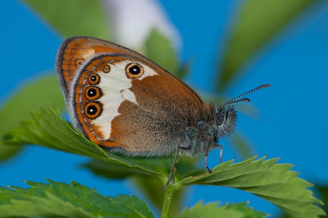 farfalla da determinare 5 - Coenonympha arcania