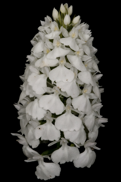 Anacamptis pyramidalis / Orchidea piramidale