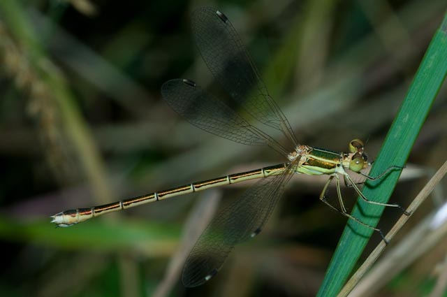 Damigella da identificare - Lestes barbarus