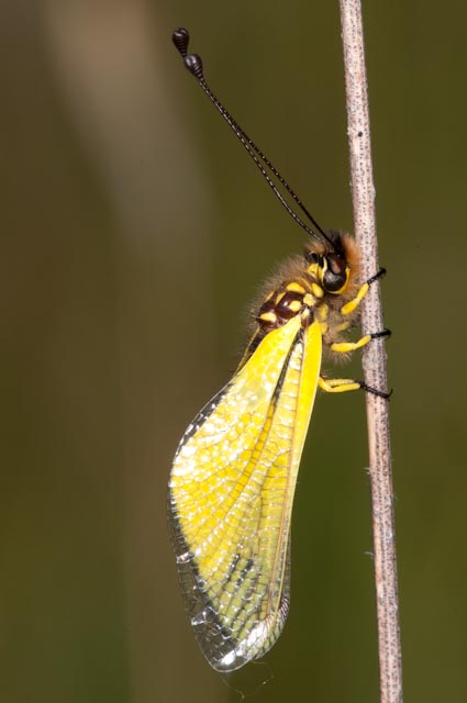 Libelloides latinus (Ascalaphidae)