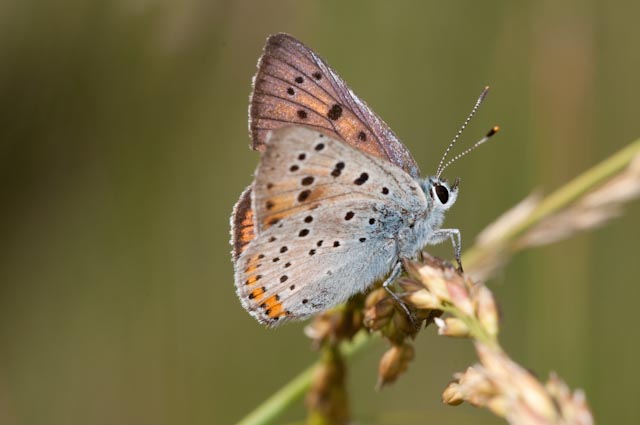 farfalla 14 - Lycaena alciphron