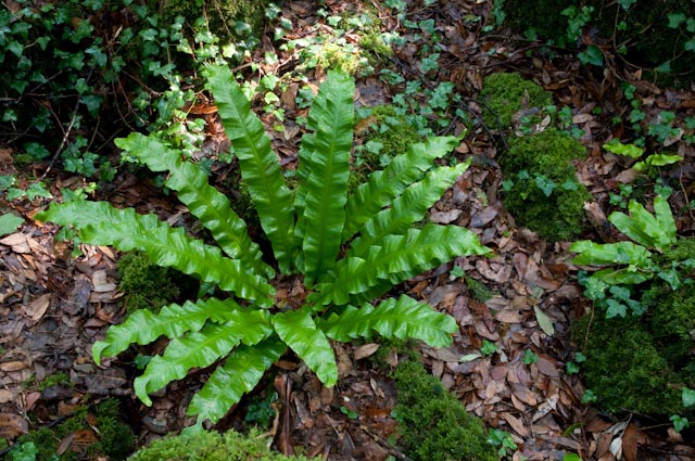 Phyllitis scolopendrium