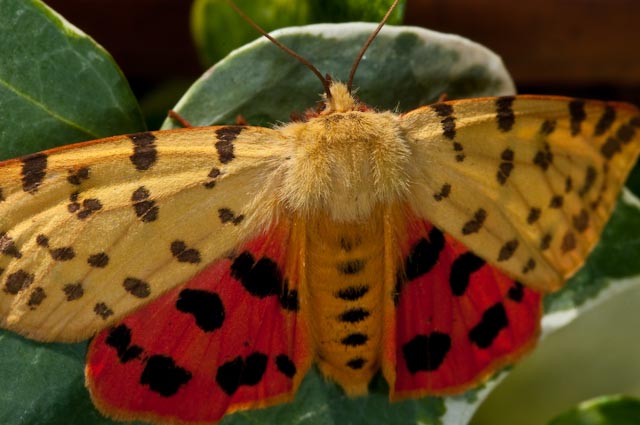 Arctiidae da identificare - Rhyparia purpurata