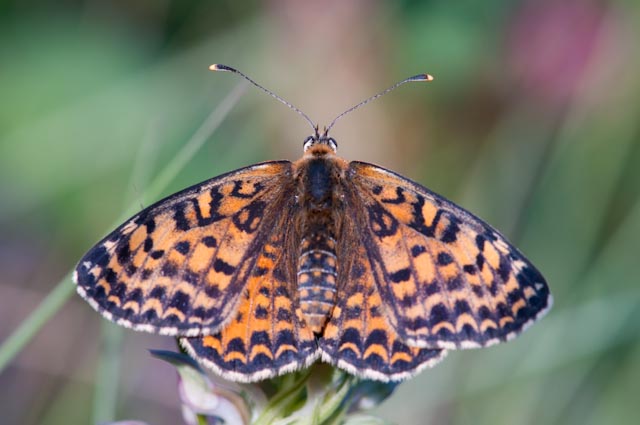 Farfalla 1 2010 - Melitaea didyma (adulto e larva)