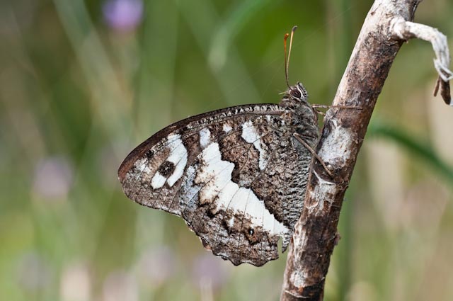 farfalla da determinare 1 - Brintesia circe