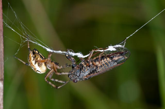 Cicada orni?....Cicadatra atra dal Lazio