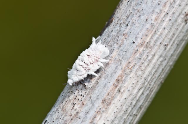 Cocciniglia? Scymnus? Cryptolaemus?