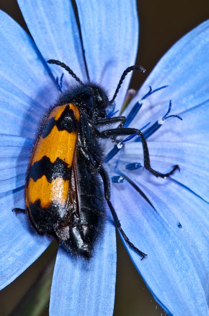 Coleottero 1: Mylabris variabilis
