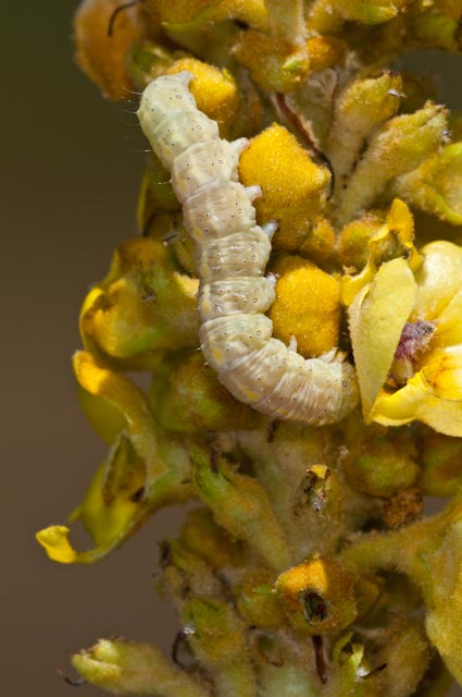 determinazione 8 - Cucullia (Shargacucullia) lanceolata