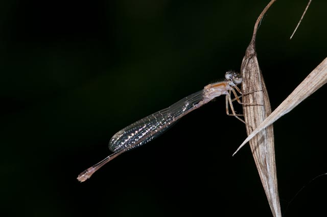 odonato 6