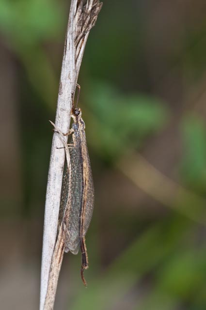 maschio di Macronemurus appendiculatus