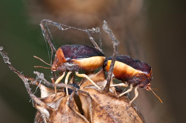 Pentatomidae: Ventocoris rusticus di Orvieto (Lazio)