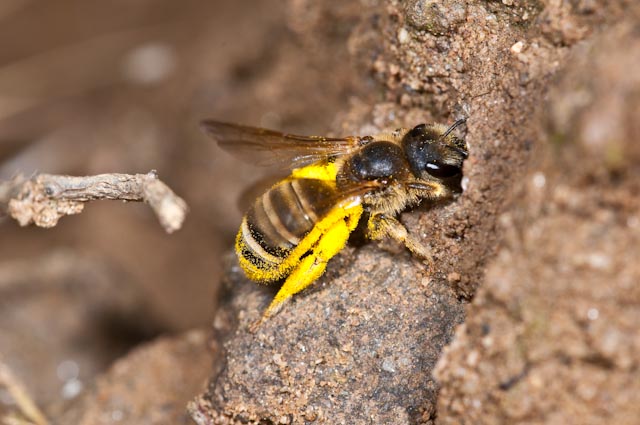 femmina di Halictus sp. sulla tana