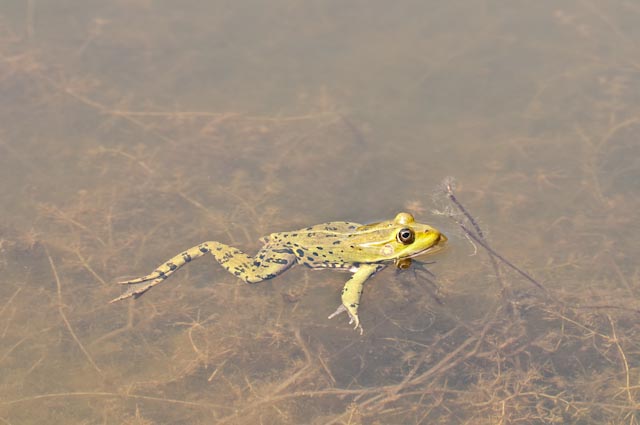 determinazione 19 - Pelophylax sp. (Trasimeno)