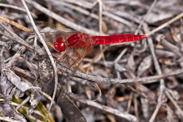 determinazione 11 - Crocothemis erythraea