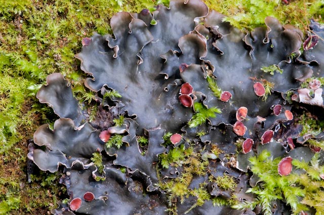 Peltigera horizontalis