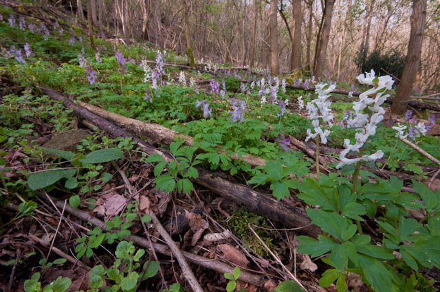 Corydalis cava