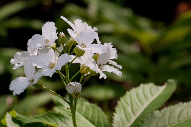 Cardamine heptaphylla
