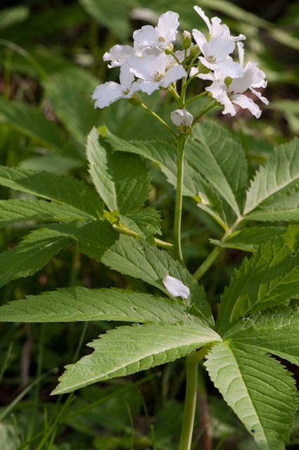 Cardamine heptaphylla