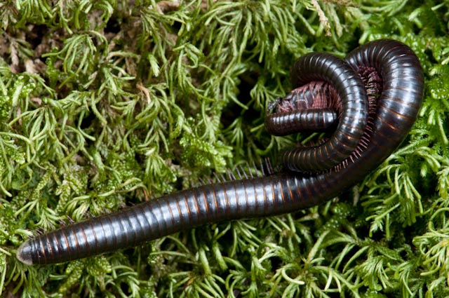 Julidae (accoppiamento?)