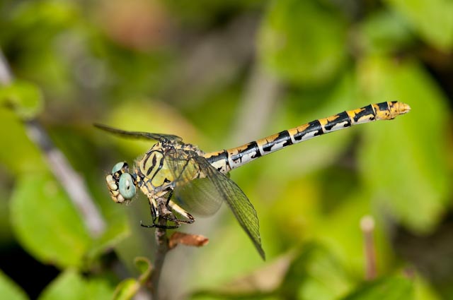 odonato 1 - Onychogomphus forcipatus