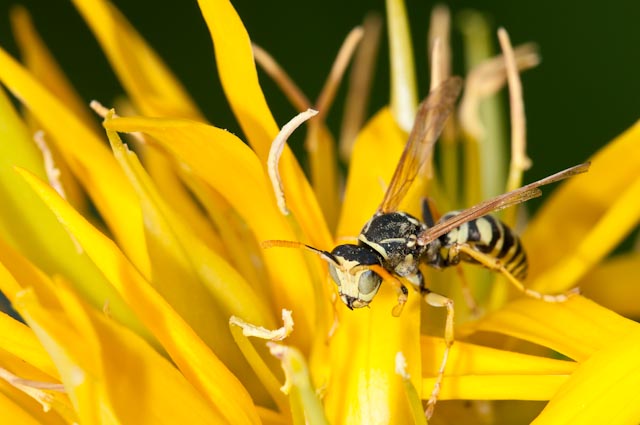 maschio di Polistes sp.
