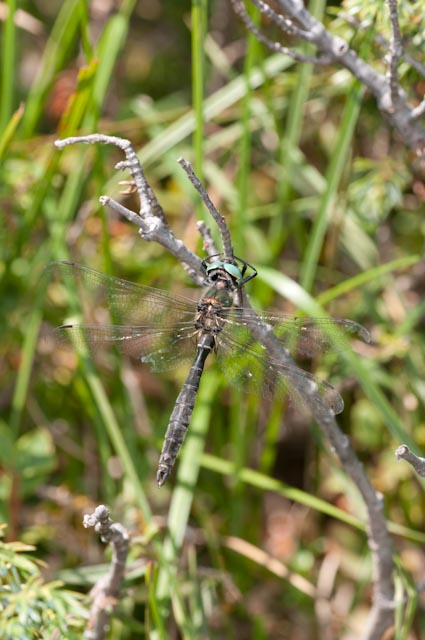 odonato 4 - Somatochlora alpestris