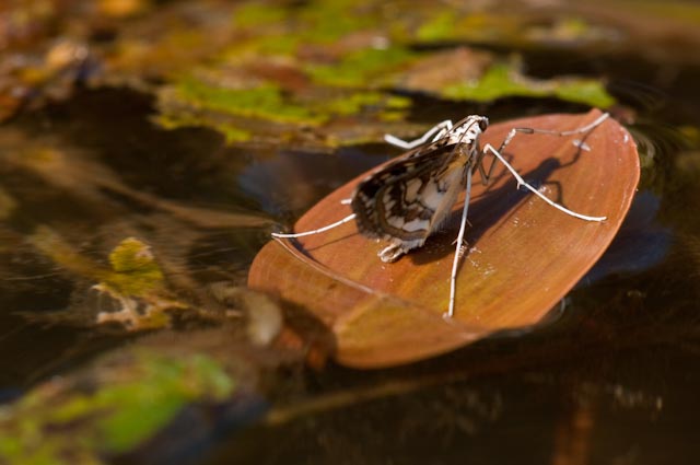 farfalla 1 - Elophila nymphaeata