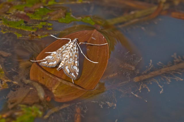 farfalla 1 - Elophila nymphaeata