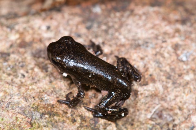anfibio 2 - Bufo bufo