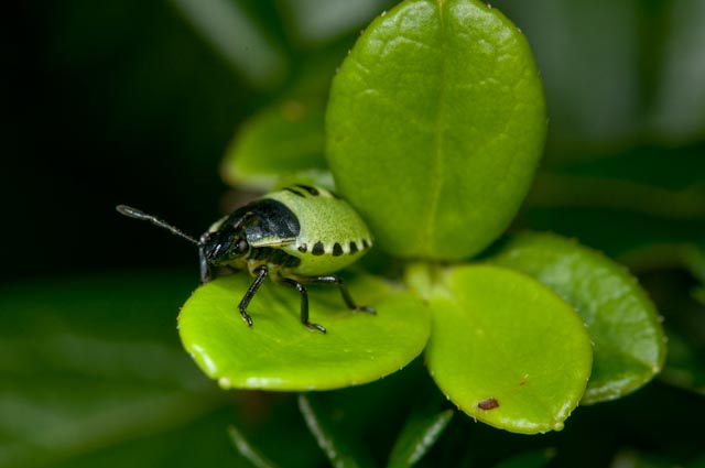 Pentatomidae: Palomena prasina sulle Dolomiti