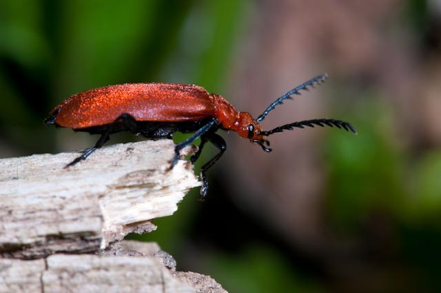 Tentativo di identificazione: Pyrochroa serraticornis