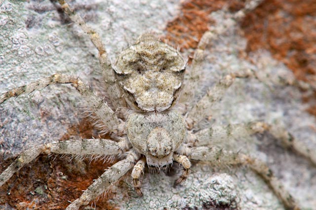 Philodromus sp.