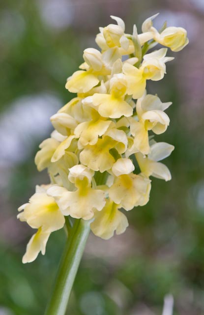 Orchis pallens