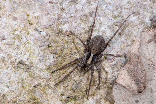 Pardosa sp. (?)
