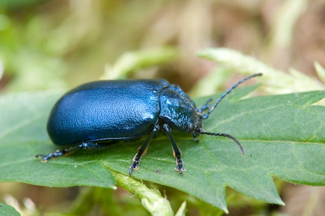Coleottero 3: Oreina cacaliae