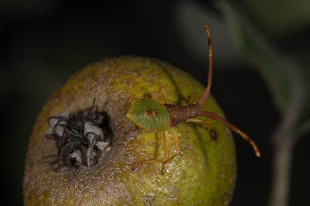 Coreidae: Gonocerus acuteangulatus (Goeze 1778)  juv.