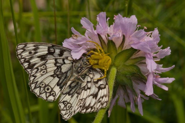 Melanargia russiae e Agrotis exclamationis