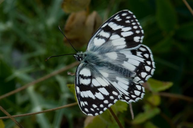 Melanargia russiae e Agrotis exclamationis