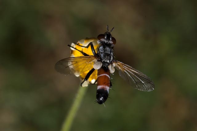 Cylindromyia sp. (Tachinidae)