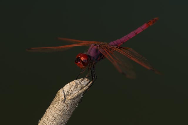 identificazione libellula