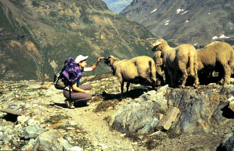 Animali al pascolo
