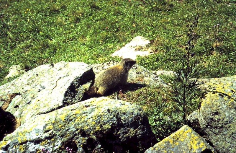 Marmotte, marmotte e ancora marmotte !!!