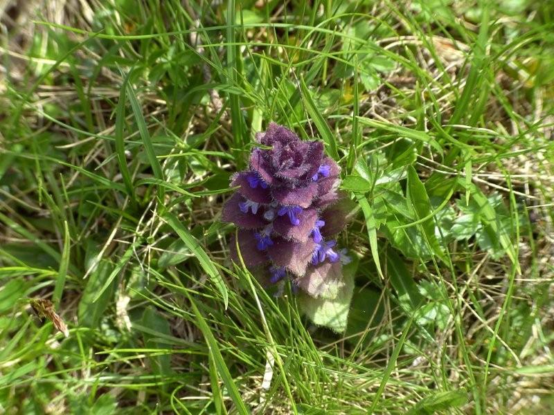 Ajuga pyramidalis