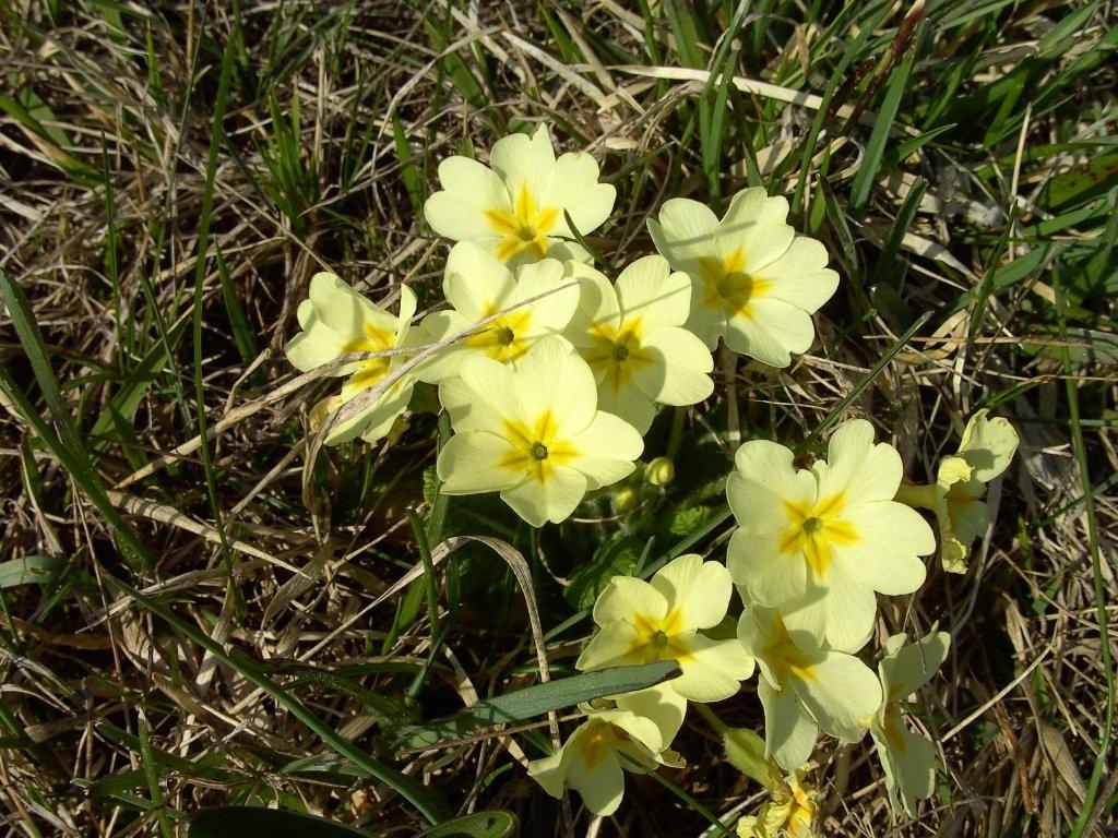 fioriture...di primavera