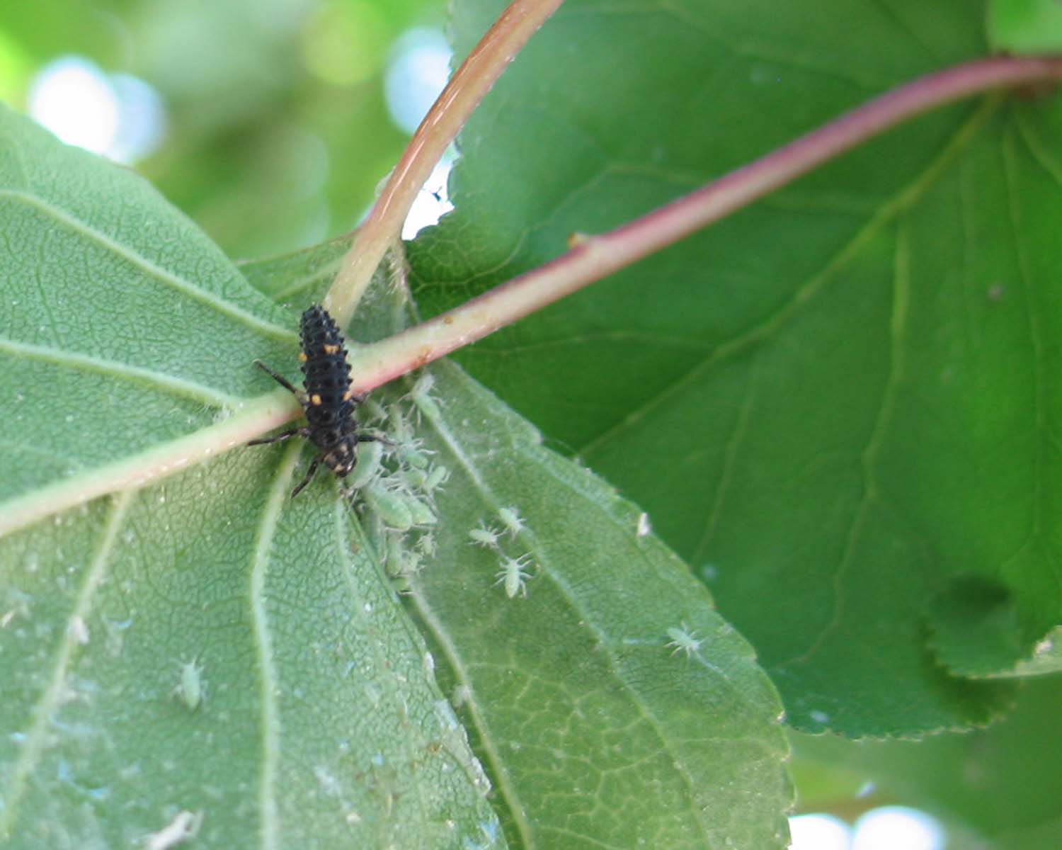 uova di coccinella?