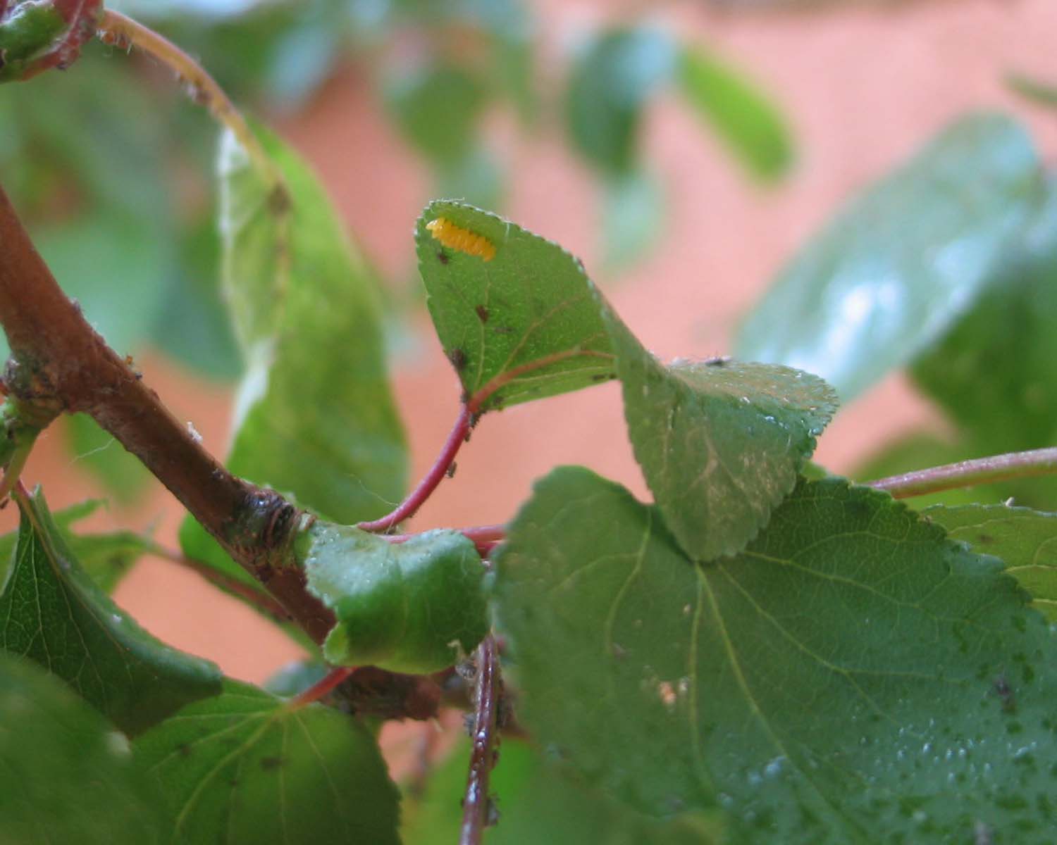 uova di coccinella?