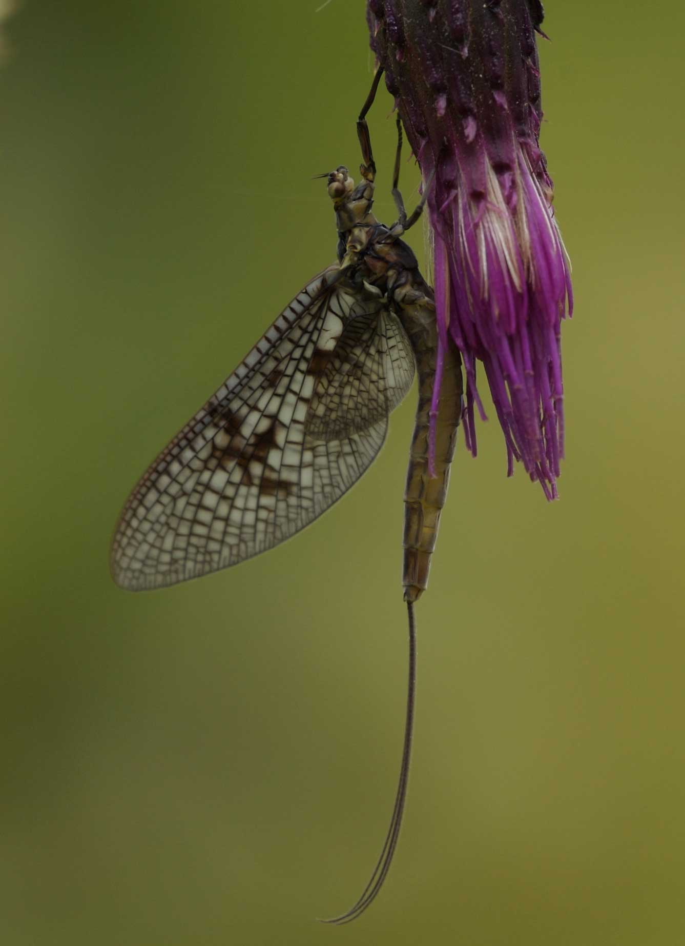 Ephemera vulgata