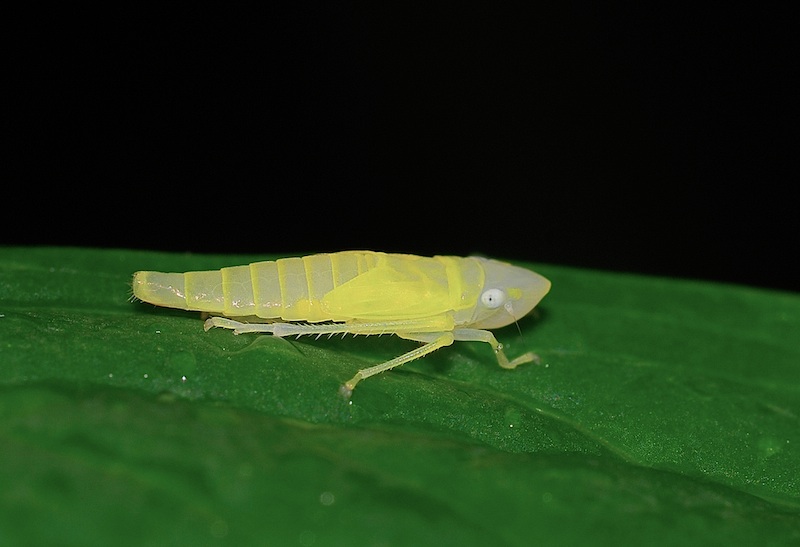 identificazione: Graphocephala fennahi dal biellese