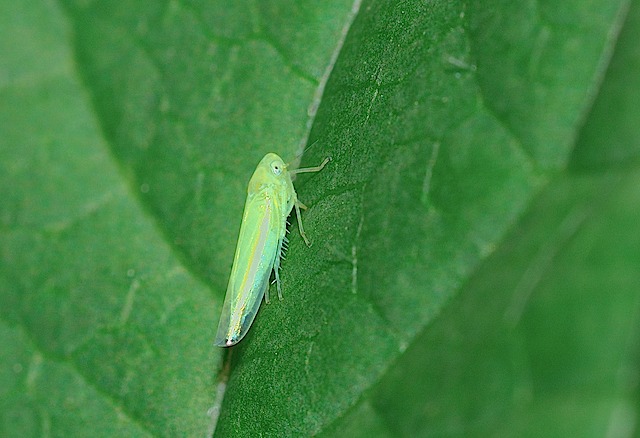 identificazione: Graphocephala fennahi dal biellese